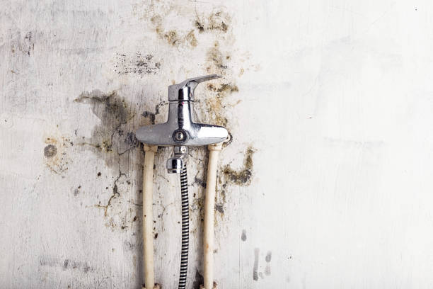 Best Black Mold Removal  in Ata, OK