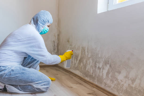 Best Certified Mold Removal  in Ata, OK