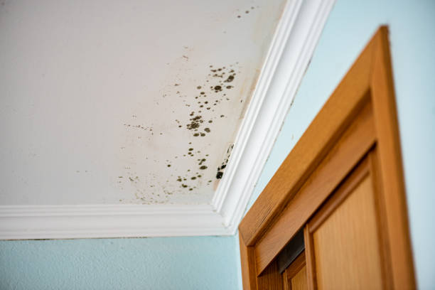 Best Attic Mold Removal  in Ata, OK