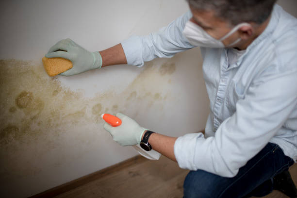 Mold Removal Process in Atoka, OK