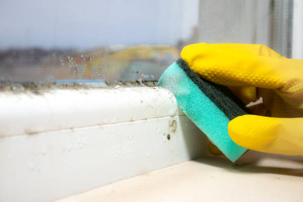 Certified Mold Removal in Atoka, OK
