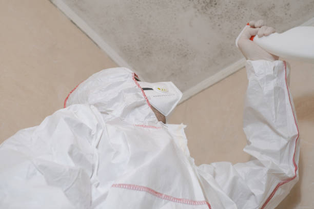 Best Fast Mold Removal  in Ata, OK