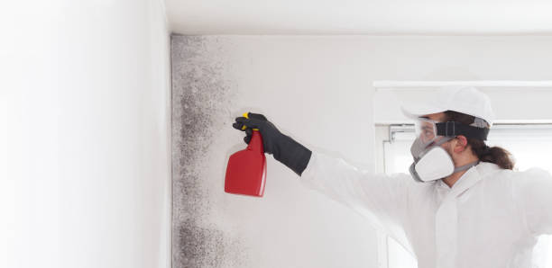 Best Commercial Mold Removal  in Ata, OK