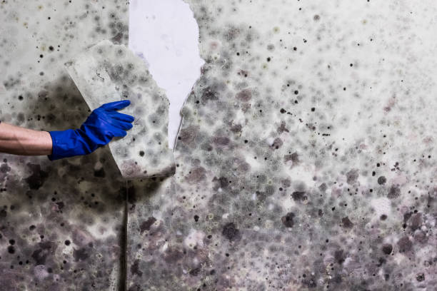 Best Mold Removal Company Near Me  in Ata, OK