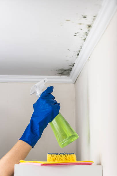 Best Mold Cleaning Services  in Ata, OK